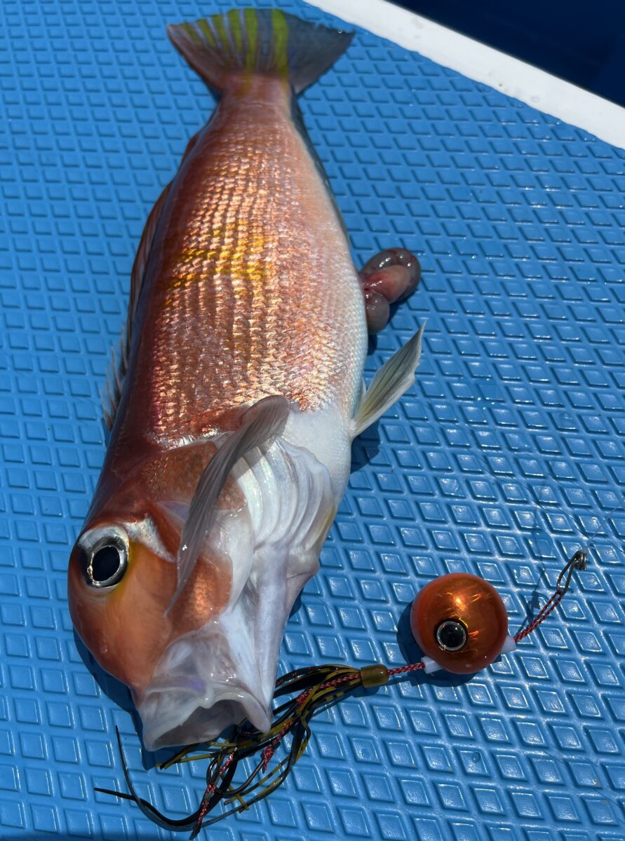 釣果速報②