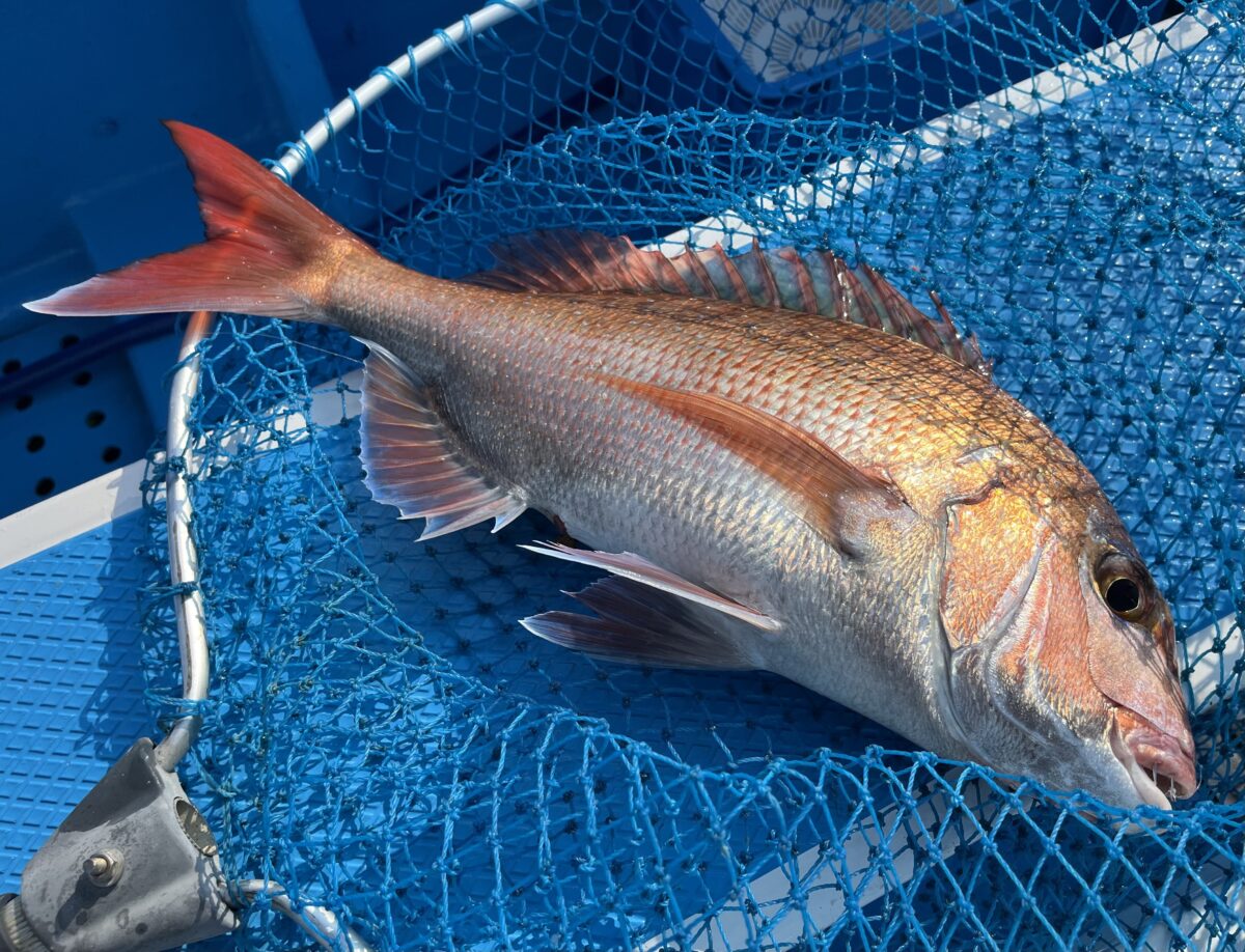 釣果速報①