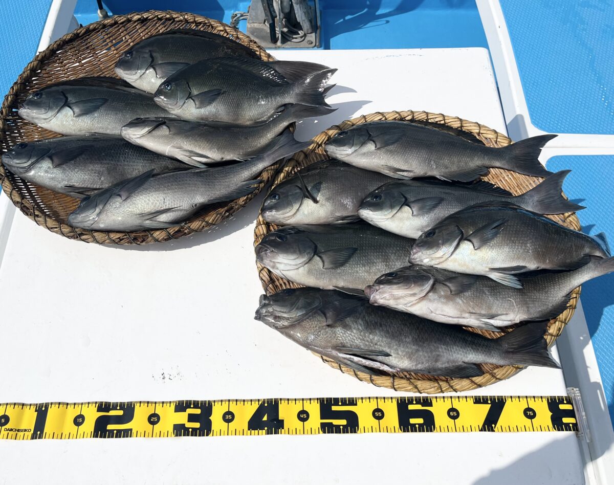 釣果速報