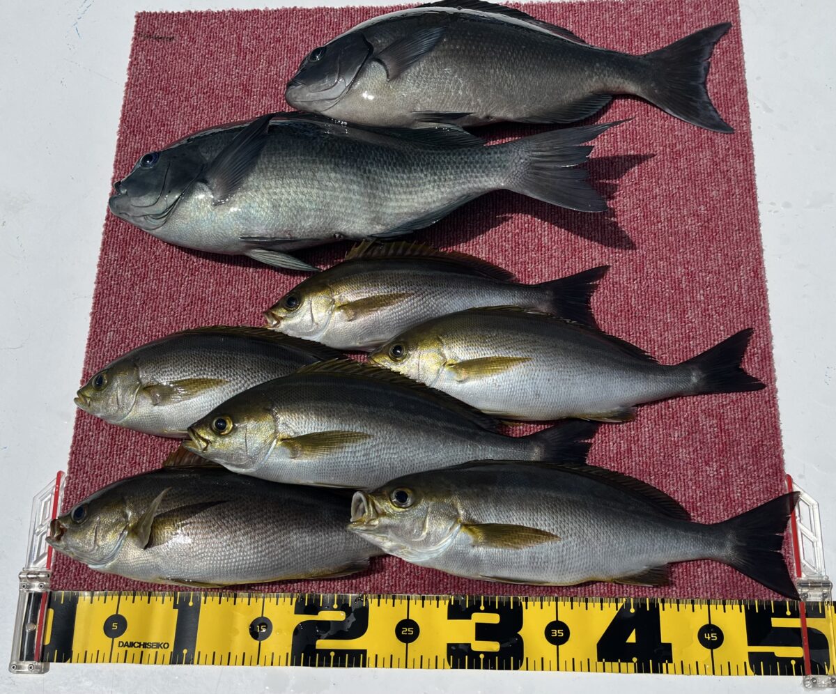 釣果速報