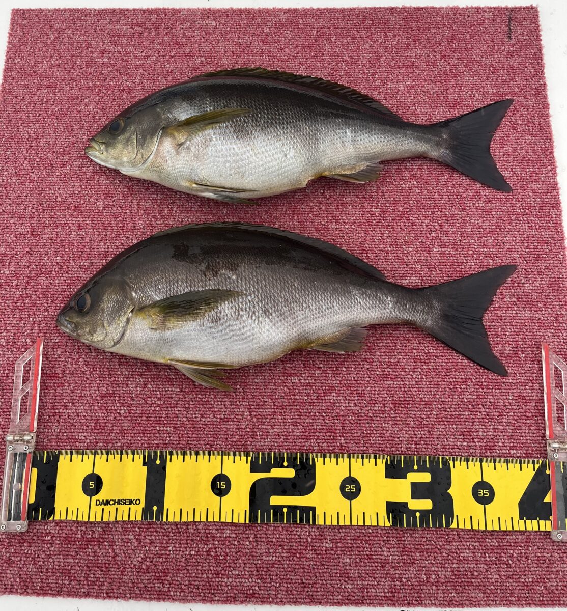 釣果速報 午後②