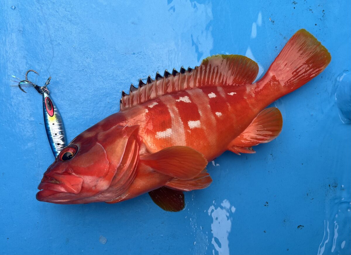 釣果速報