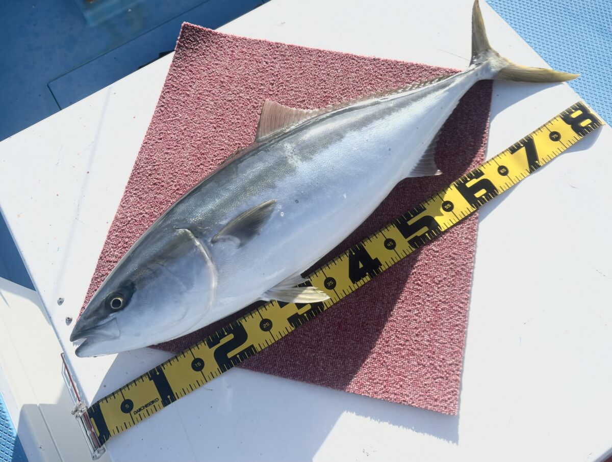 釣果速報 ③