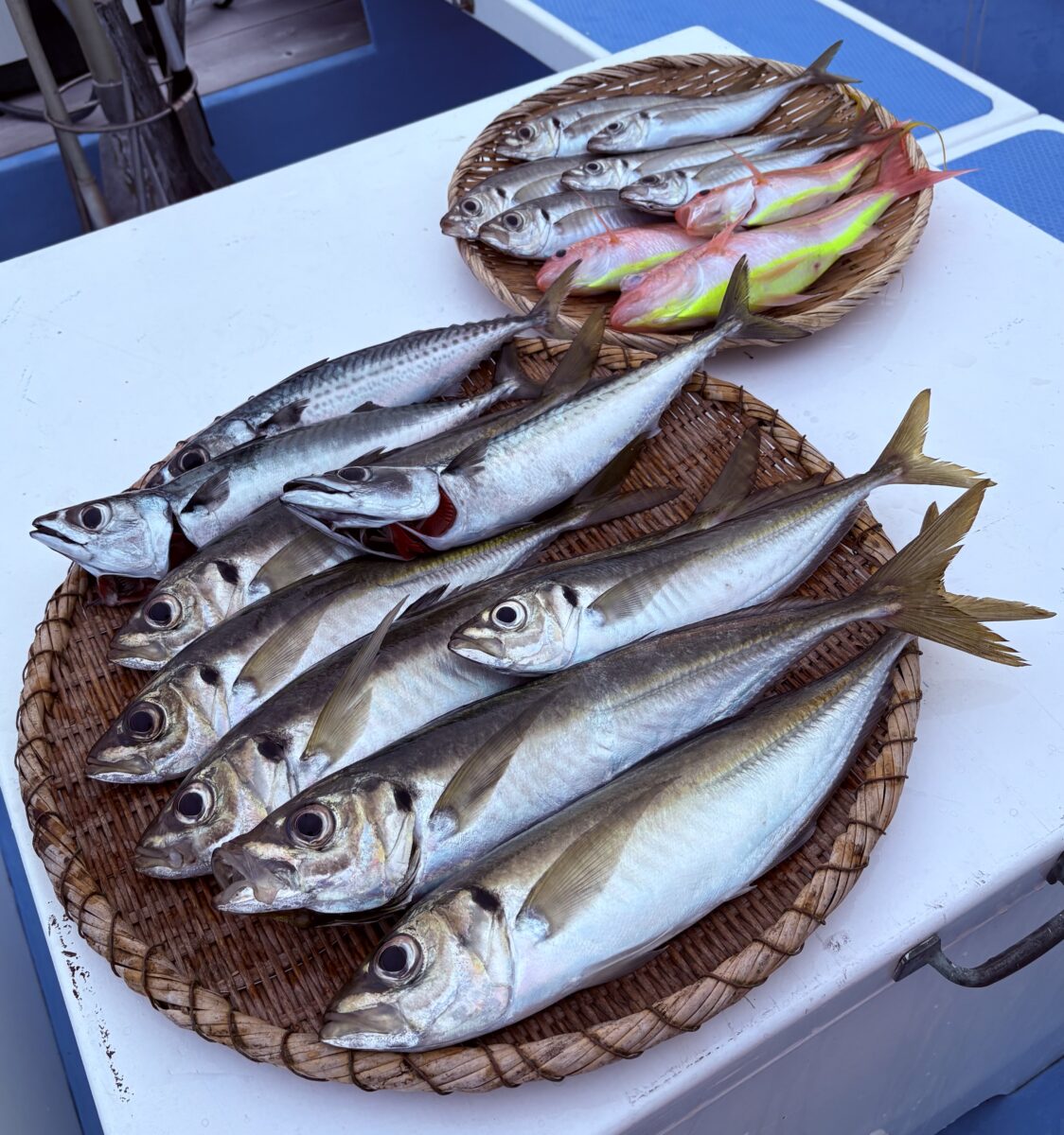 釣果速報
