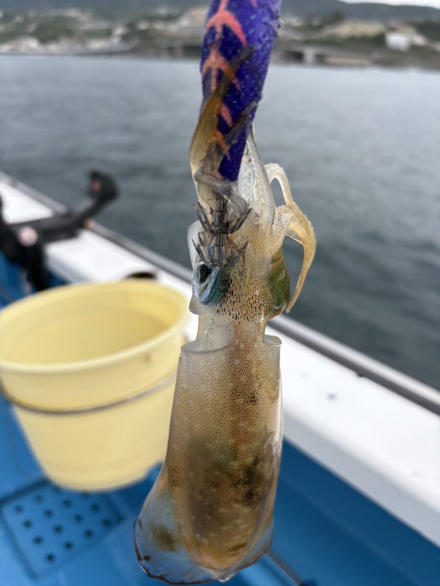 釣果速報 ②