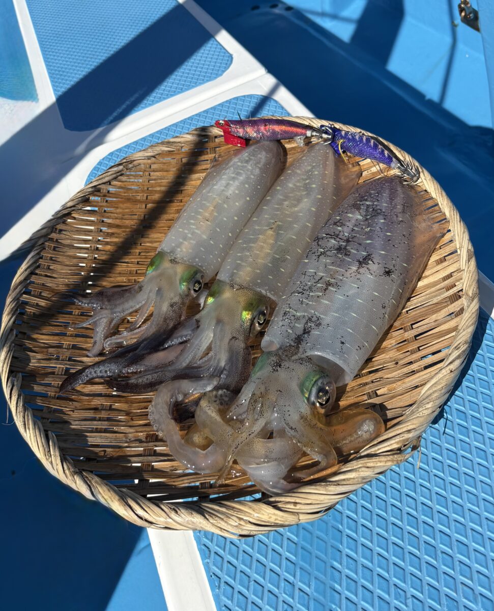 釣果速報 ①