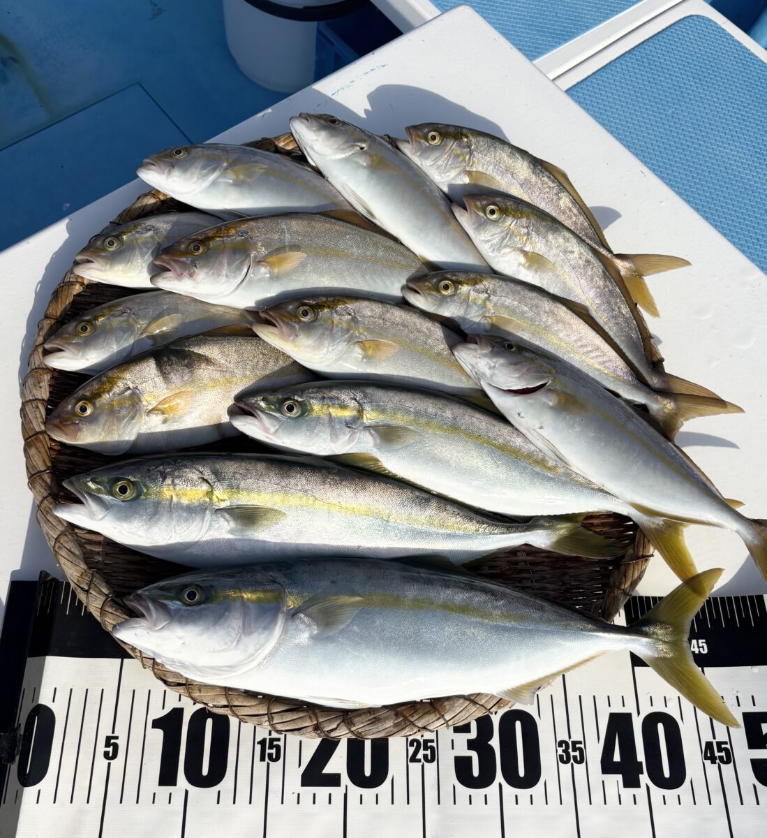 釣果速報 まだ居ます（ポイントチェック）