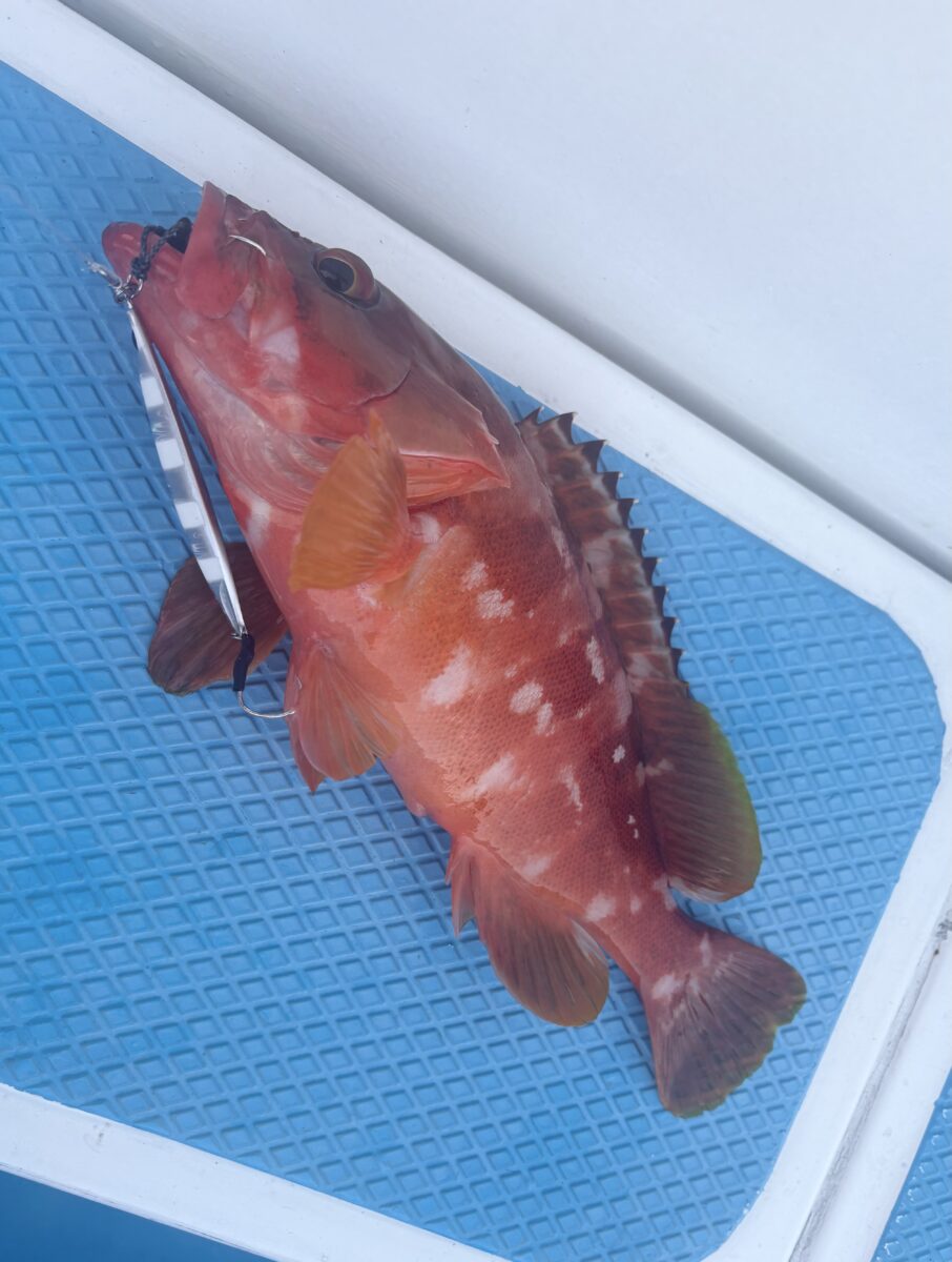 釣果速報 SLJにてポイントチェック③