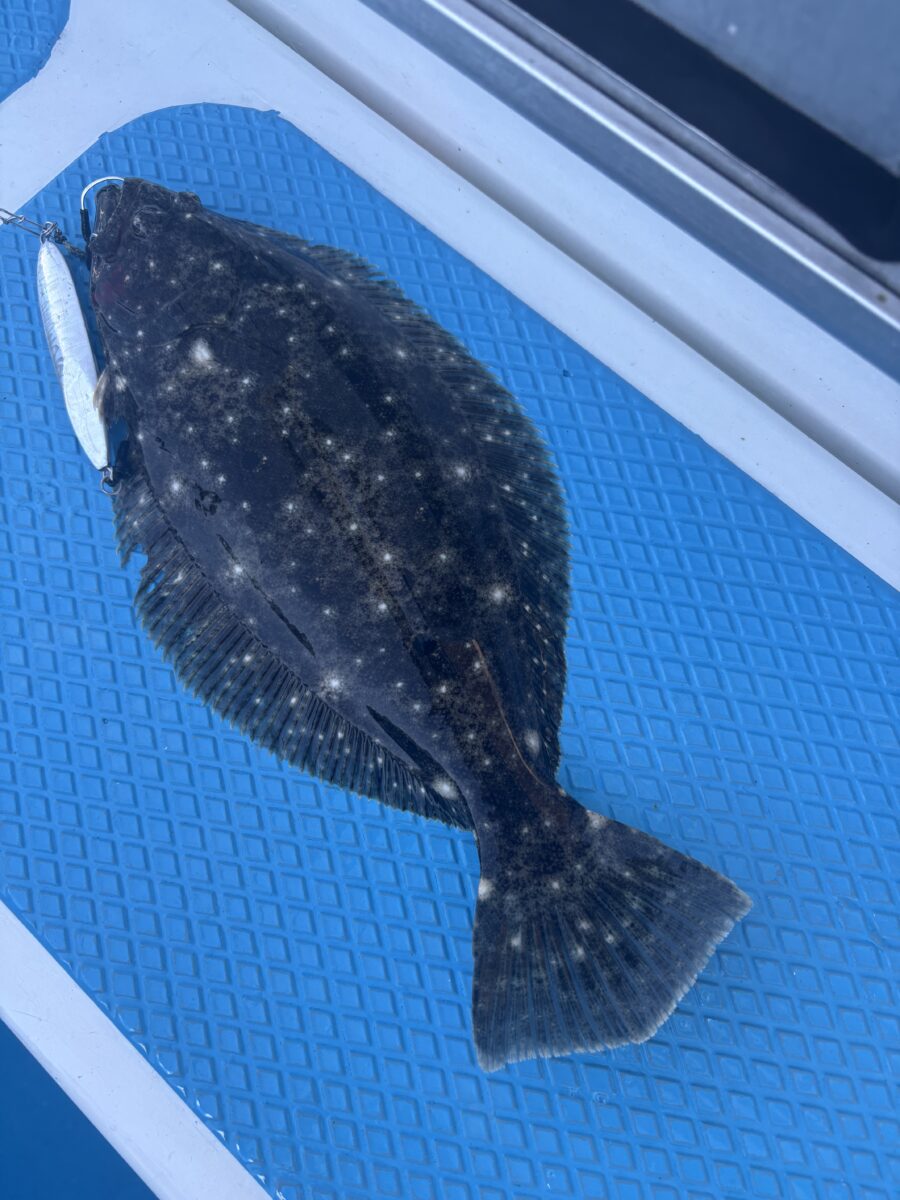 釣果速報 SLJにてポイントチェック④