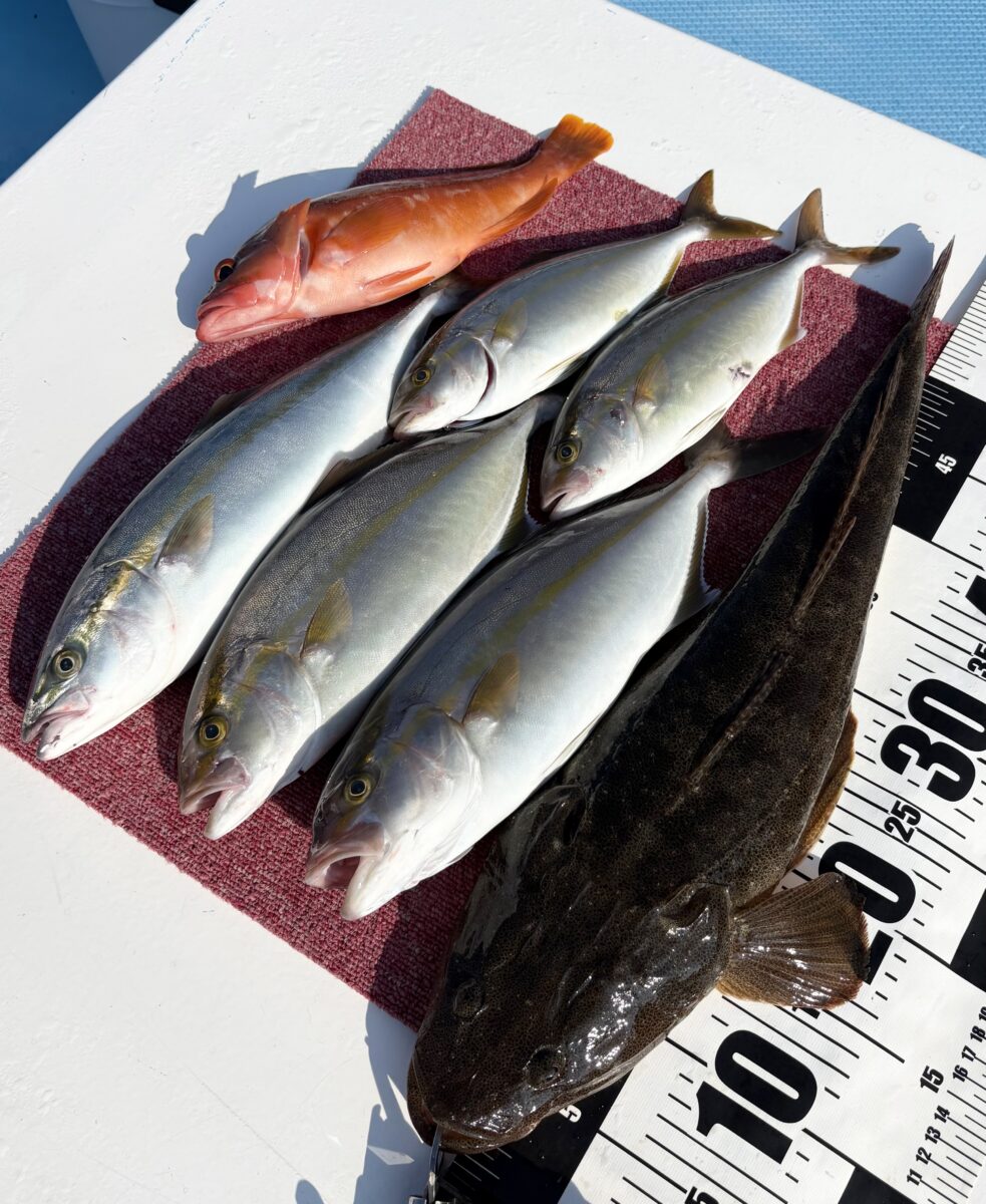 釣果速報 SLJにてポイントチェック①