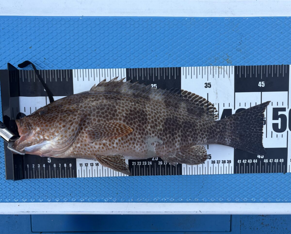 釣果速報 青物なくとも②