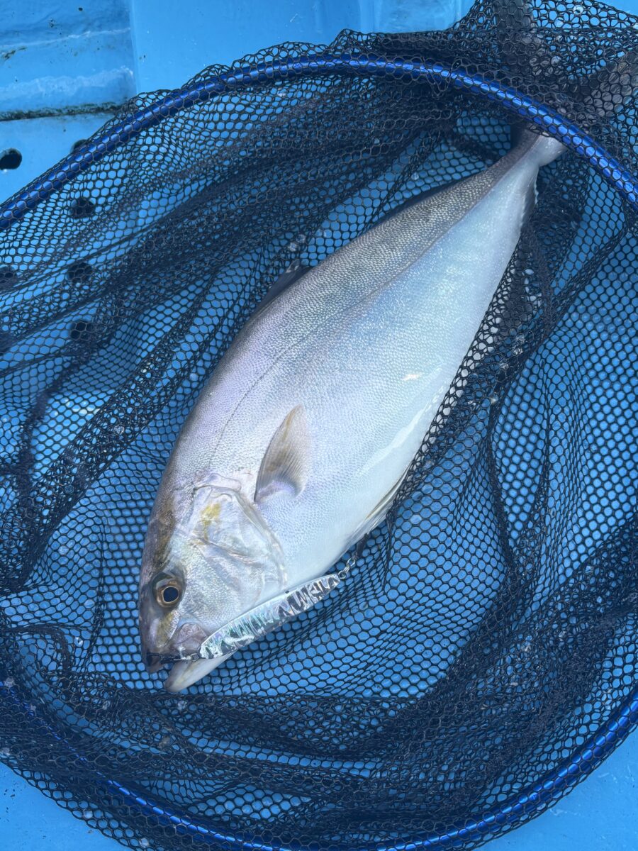 釣果速報 SLJでのポイントチェック①
