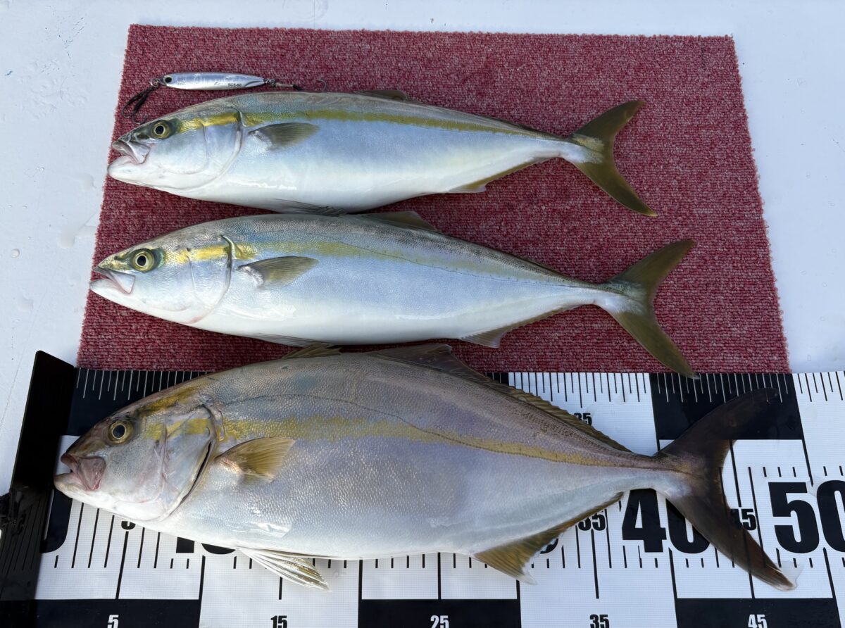 釣果速報 SLJでのポイントチェック②